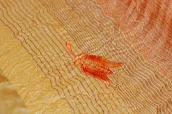 SCAMPOLO TENDA EFFETTO STROPICCIATO RIGA GIALLO E ARANCIO