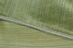 TESSUTO TENDA TINTA UNITA VERDE
