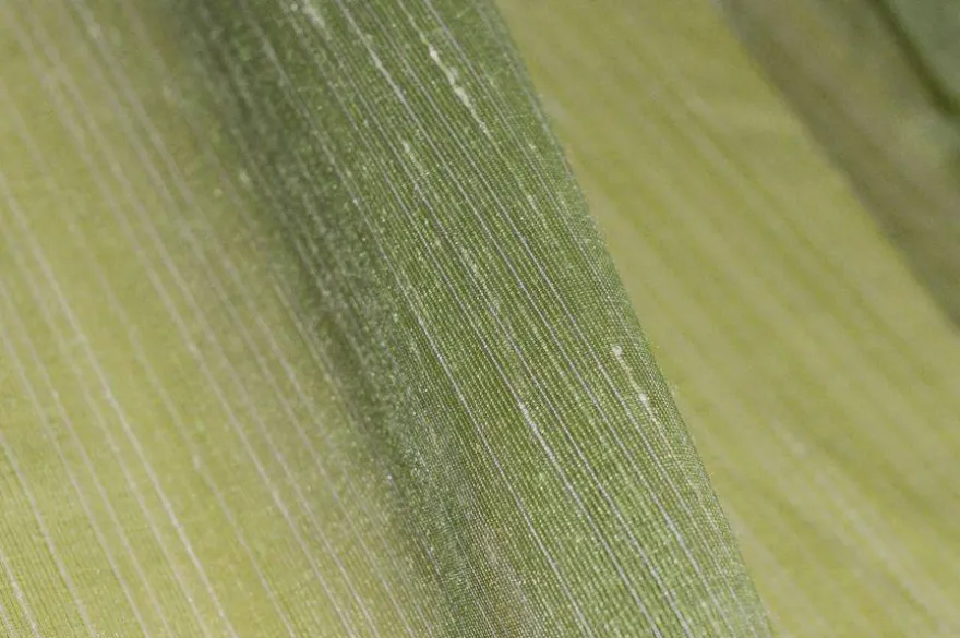TESSUTO TENDA TINTA UNITA VERDE